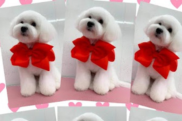 Photo associated with Christines Dog Grooming