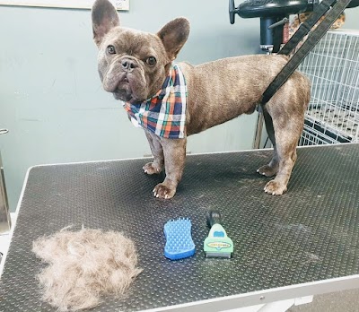 Photo associated with Imperial Grooming