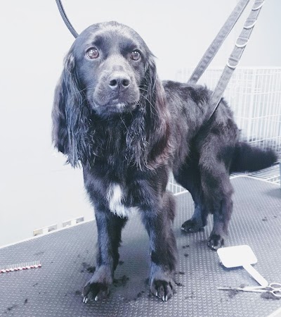 Photo associated with Imperial Grooming