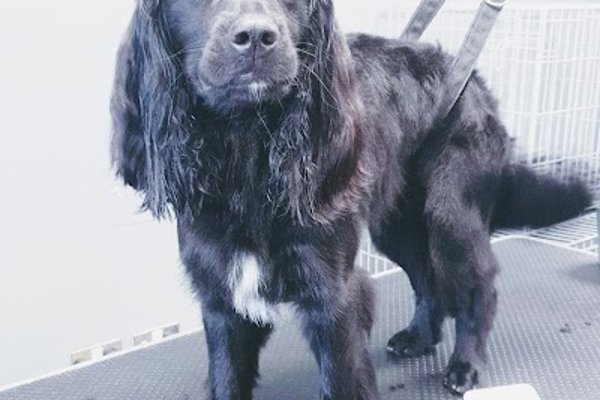 Photo associated with Imperial Grooming