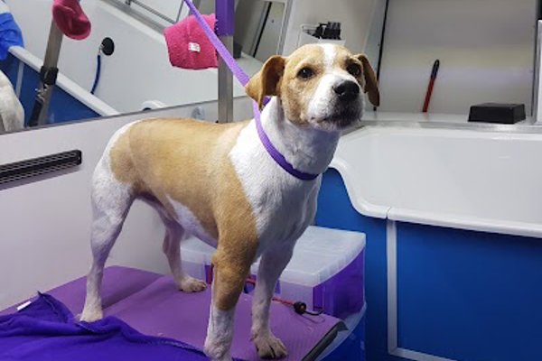 Photo associated with Cleverclix Dog Grooming