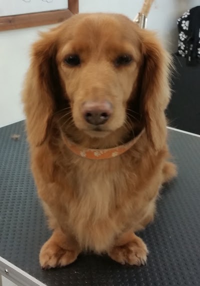 Photo associated with Cleverclix Dog Grooming