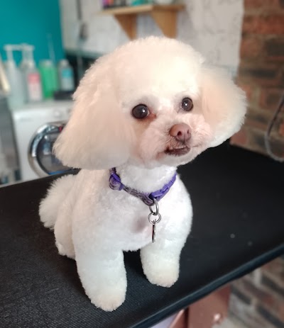 Photo associated with Diane Dog Grooming