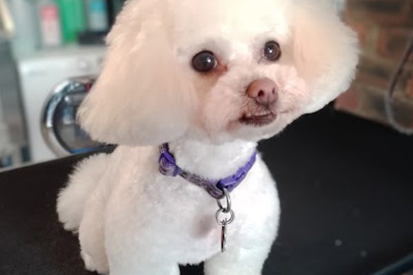 Photo associated with Diane Dog Grooming