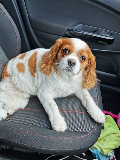 Photo associated with Diane Dog Grooming