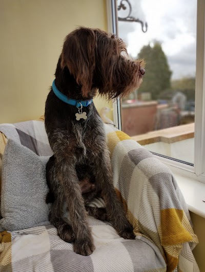 Photo associated with Lilly's Dog Grooming