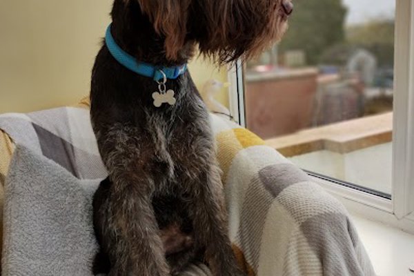 Photo associated with Lilly's Dog Grooming