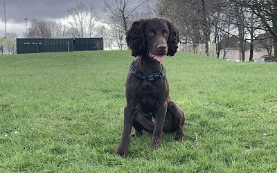 Photo associated with Lilly's Dog Grooming