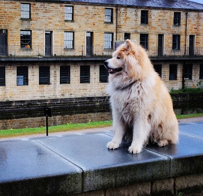 Photo associated with Lilly's Dog Grooming