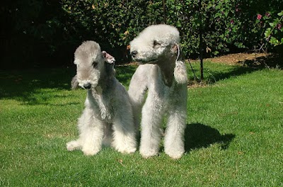 Photo associated with Hilary Lawson Dog Groomer