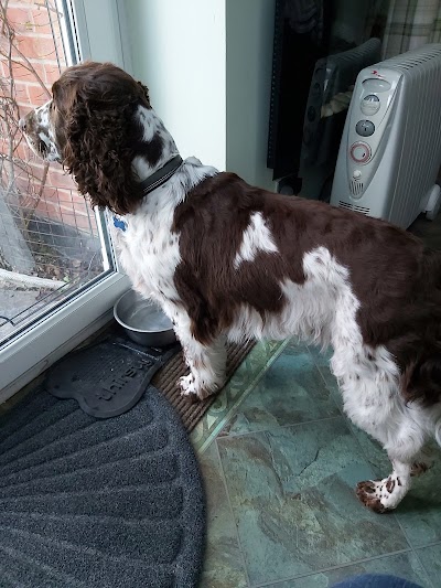 Photo associated with Hilary Lawson Dog Groomer