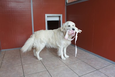Photo associated with The Rhyddings Kennels & Grooming Salon