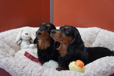 Photo associated with The Rhyddings Kennels & Grooming Salon