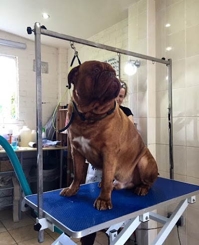 Photo associated with Lily's Dog Grooming Salon