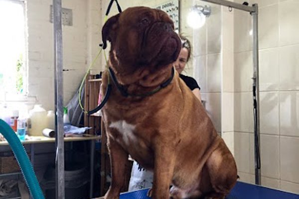 Photo associated with Lily's Dog Grooming Salon