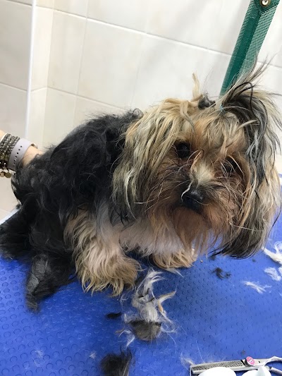 Photo associated with Lily's Dog Grooming Salon