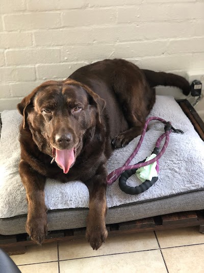 Photo associated with Lily's Dog Grooming Salon