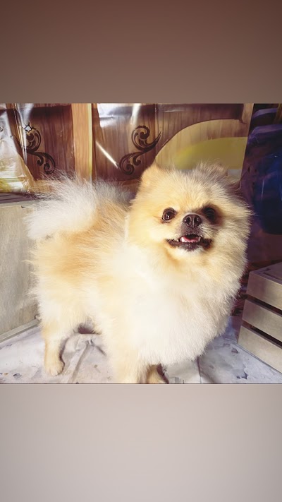 Photo associated with Diane Taylor dog grooming & pretty paws pet shop