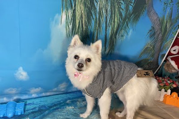 Photo associated with Diane Taylor dog grooming & pretty paws pet shop