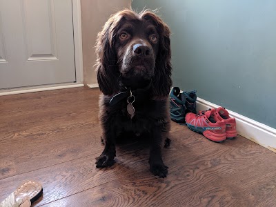 Photo associated with Chelsea's Pawfessional Dog Groomers