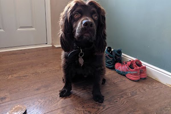 Photo associated with Chelsea's Pawfessional Dog Groomers