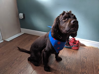 Photo associated with Chelsea's Pawfessional Dog Groomers