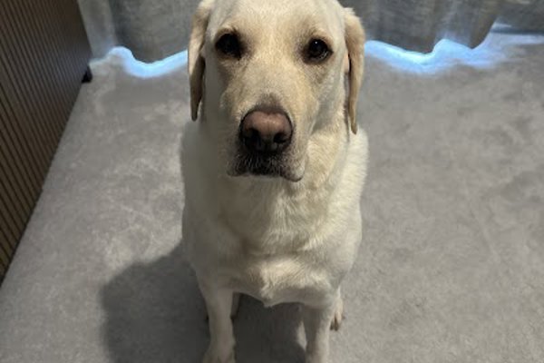 Photo associated with Chopper’s Pet Grooming