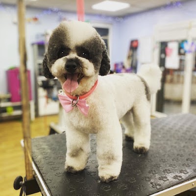 Photo associated with Dog Grooming By Sophia