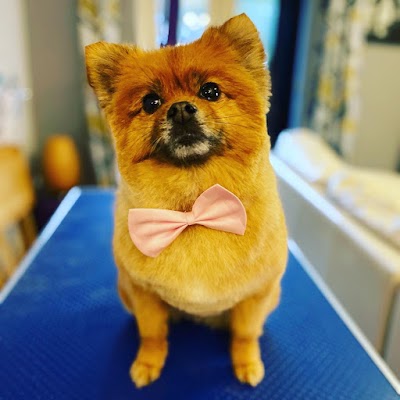 Photo associated with Dog Grooming By Sophia