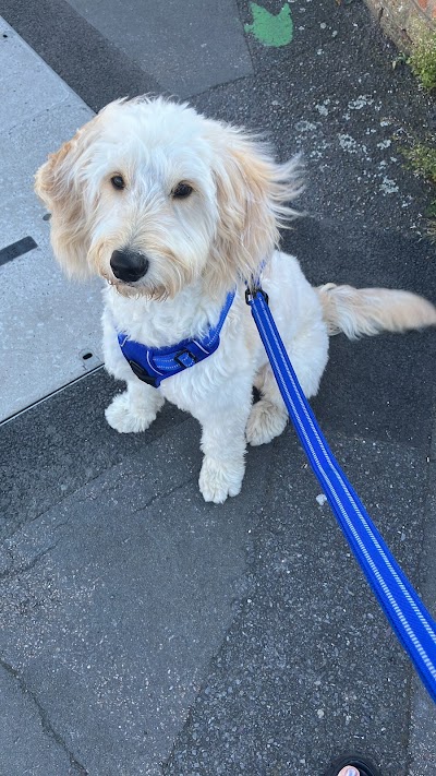 Photo associated with Rockett Dog Mobile Grooming