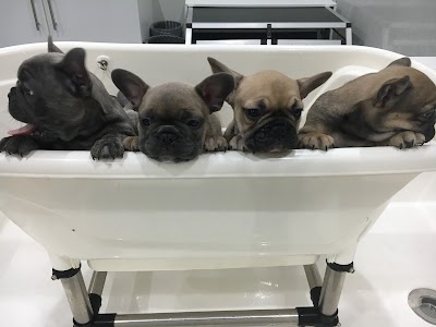 Photo associated with Bow-Wow Boutique and Spa