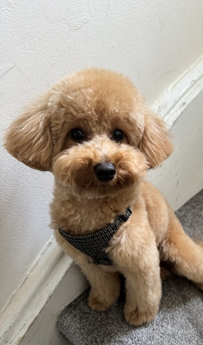 Photo associated with Love your pets grooming salon