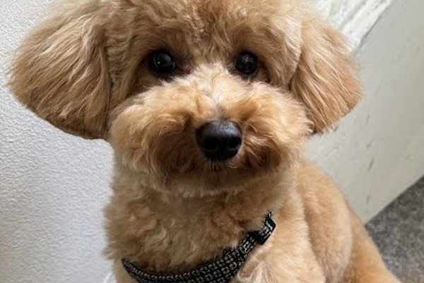 Photo associated with Love your pets grooming salon