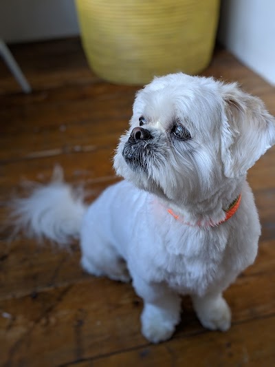 Photo associated with Love your pets grooming salon