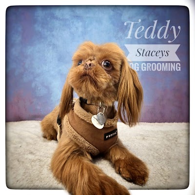 Photo associated with Staceys Dog Grooming