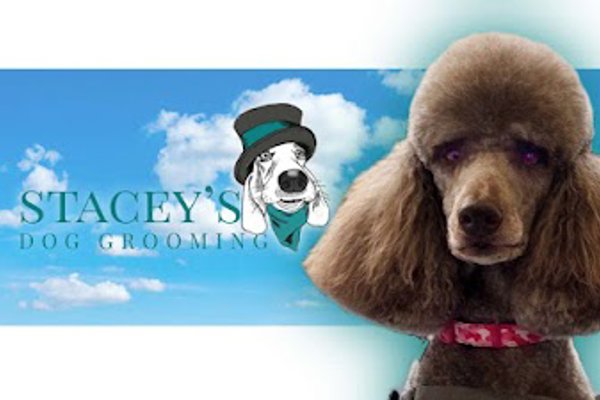 Photo associated with Staceys Dog Grooming