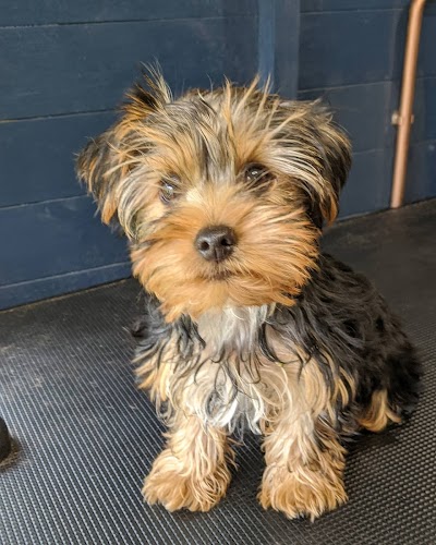 Photo associated with Furology Grooming, Leeds