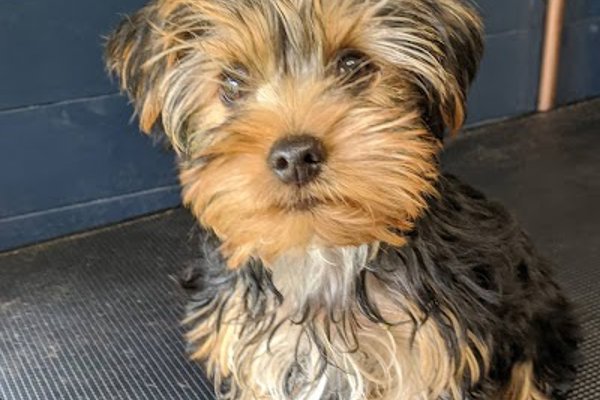 Photo associated with Furology Grooming, Leeds