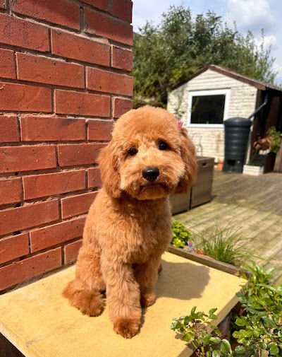 Photo associated with Muddy paws Dog grooming Coleshill