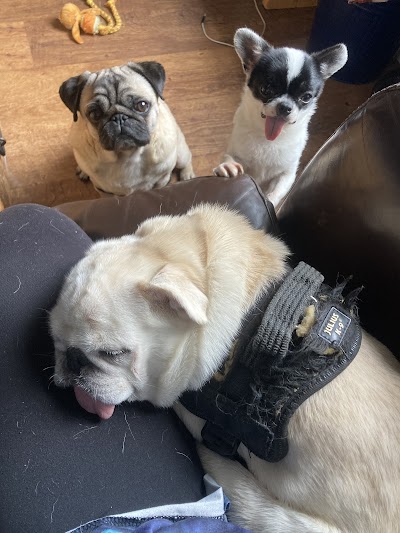 Photo associated with Kelvingrove Dogs Grooming and Dogsitting