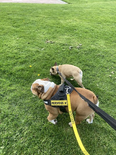 Photo associated with Kelvingrove Dogs Grooming and Dogsitting