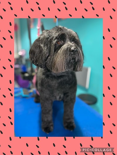 Photo associated with Tyne Dogs Grooming
