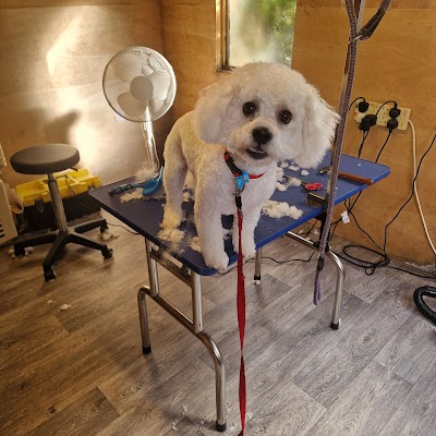 Photo associated with Caroline's Dog Grooming