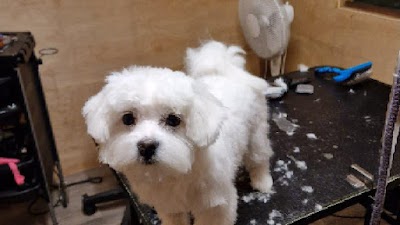 Photo associated with Caroline's Dog Grooming