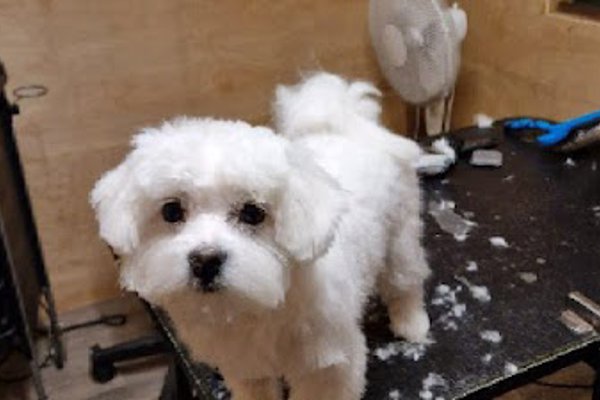 Photo associated with Caroline's Dog Grooming