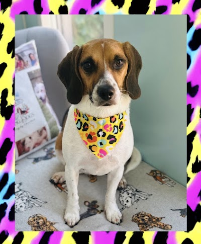 Photo associated with Darling Dog’s Grooming by Chantal (Banbridge)