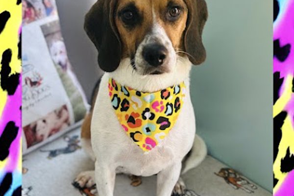 Photo associated with Darling Dog’s Grooming by Chantal (Banbridge)