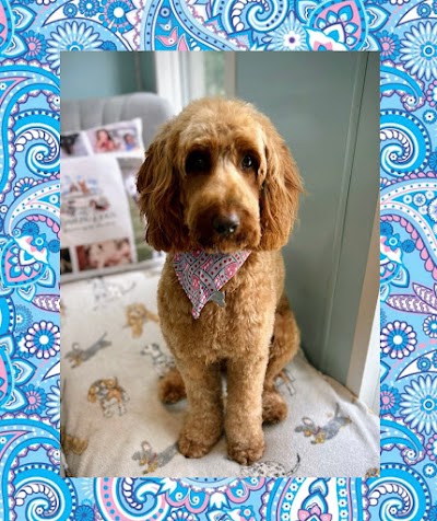 Photo associated with Darling Dog’s Grooming by Chantal (Banbridge)