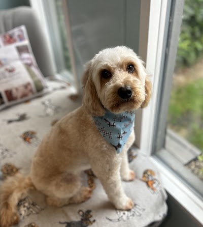 Photo associated with Darling Dog’s Grooming by Chantal (Banbridge)