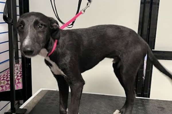 Photo associated with Wash N Wag